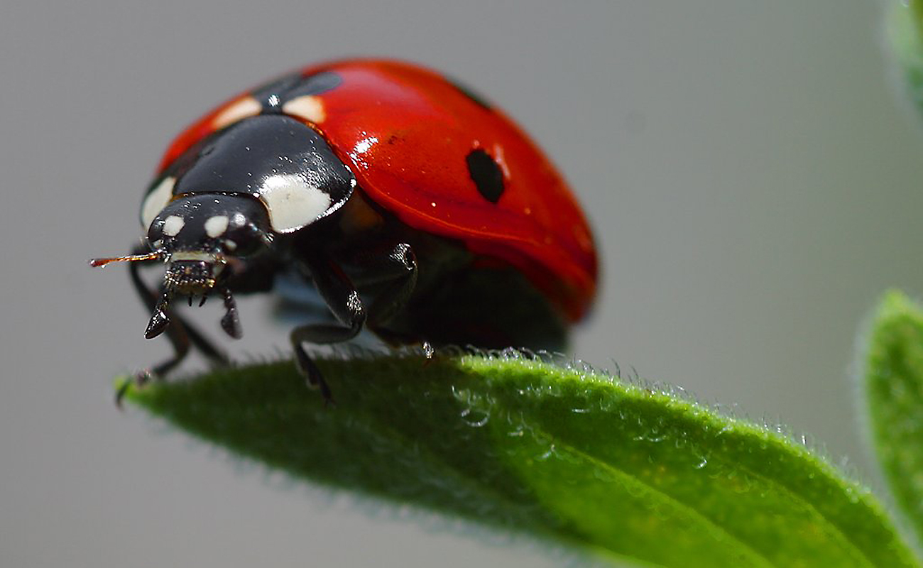 Kleine beestjes - Natuurcentrum De Maashorst